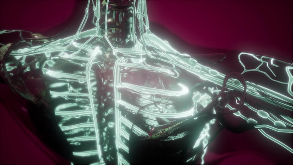 Human Body with Glow Blood Vessels alt