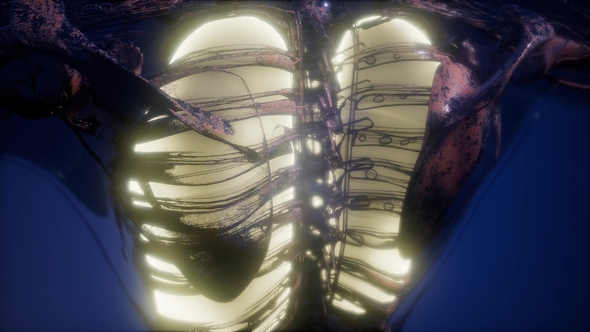 Human Body with Visible Lungs alt