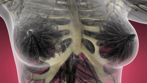 Human Body with Visible Skeletal Bones alt