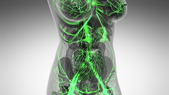 Human Body with Glow Blood Vessels alt