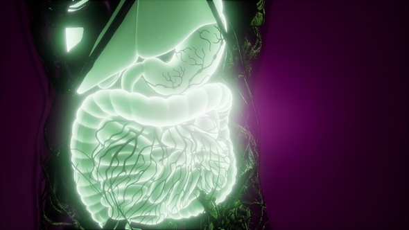 Human Body with Visible Digestive System alt