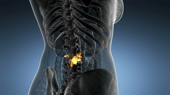 Backache in Back Bones alt