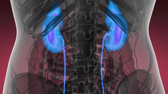 Anatomy Scan of Human Kidneys