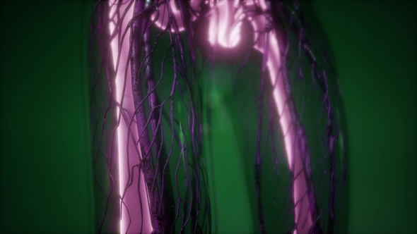 Human Body with Visible Skeletal Bones alt