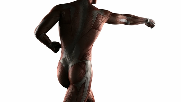 Human Muscle Anatomy alt