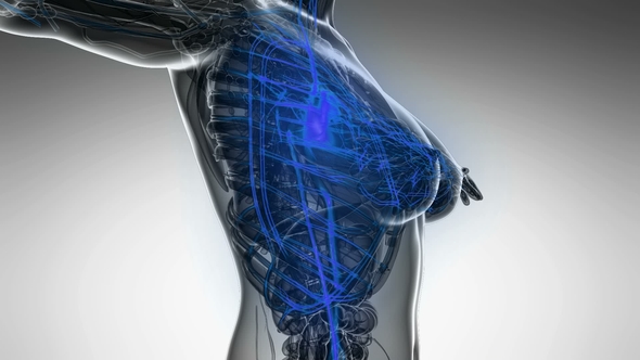 Human Body with Glow Blood Vessels alt