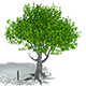 Tree - 3DOcean Item for Sale