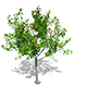 Tree 04 - 3DOcean Item for Sale
