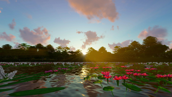 Lotus Lake