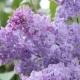 Branch with Flowering Lilac - VideoHive Item for Sale