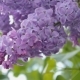 Branch with Flowering Lilac - VideoHive Item for Sale
