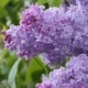 Branch with Flowering Lilac - VideoHive Item for Sale