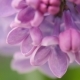Flowering Lilac - VideoHive Item for Sale