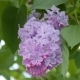 Branch with Flowering Lilac - VideoHive Item for Sale
