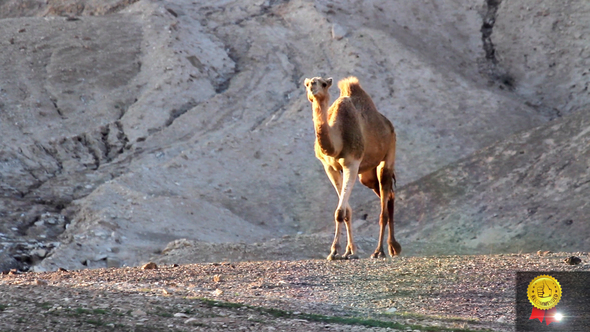 Camel Walks