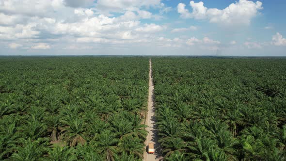 Palm Oil Tree Plantation view from above