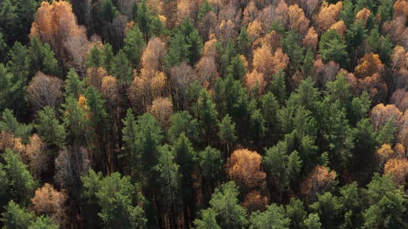 Aerial View of the Autumn Forest