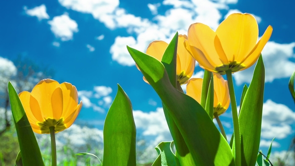 Yellow Tulips