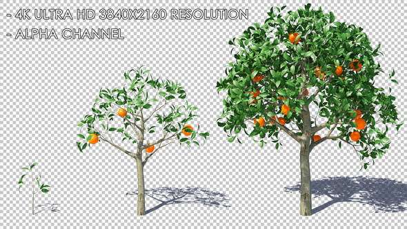 Growing Orange Tree Fruit HQ