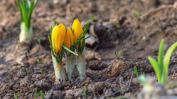 First Yellow Crocus Flowers, Spring Saffron