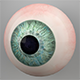 Human Eye 3D Model - 3DOcean Item for Sale