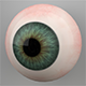 Human Eye 3D Model - 3DOcean Item for Sale