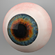 Human Eye 3D Model - 3DOcean Item for Sale