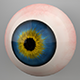 Human Eye 3D Model - 3DOcean Item for Sale