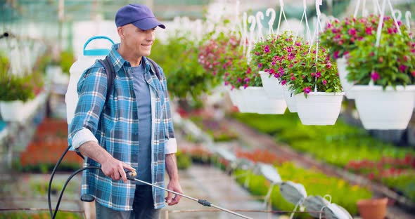 Pesticide Sprayed on Flowering Plants at Greenhouse