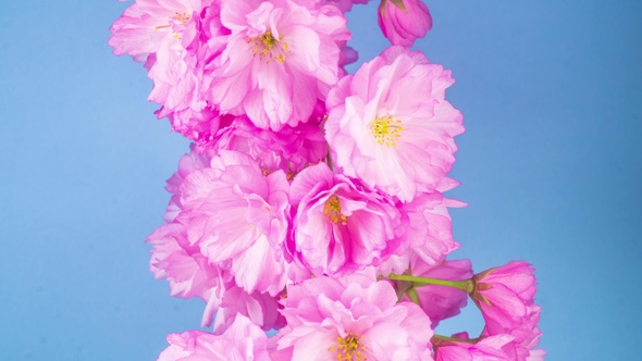Pink Sakura Tree Flowers