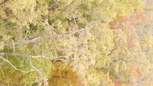 Vertical Video of a Forest with Many Trees in Autumn