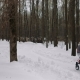 Mother Is Walking with a Stroller in the Winter - VideoHive Item for Sale