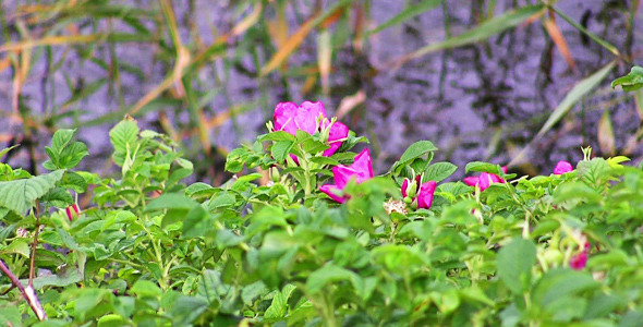 Dog-Rose In The Wind On The Water