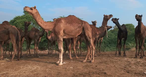Herd of Camels at Pushkar Mela Camel Fair Festival