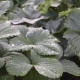 Bushes of Strawberry after Rain with Drops of Water on Leaves - VideoHive Item for Sale