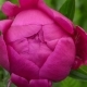 Large Red Peony Bud in the Garden - VideoHive Item for Sale