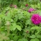 Red Blooming Peony Bush in the Garden in Summer - VideoHive Item for Sale