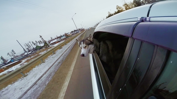 Dog Looking at the World from a Car Window