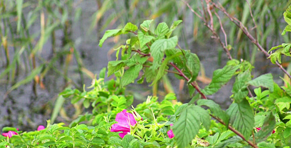 Dog-Rose In The Wind On The Water