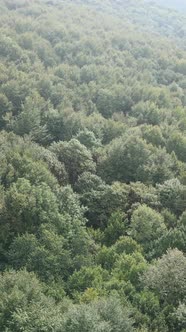 Aerial View of Trees in the Forest