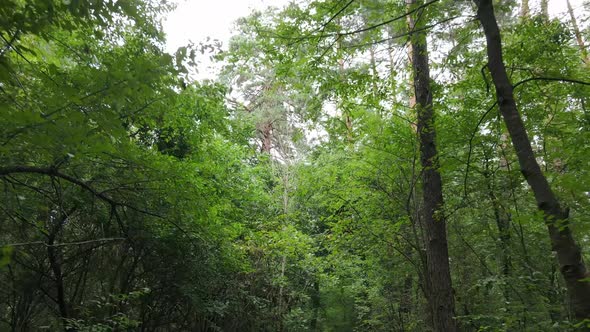 Green Forest with Trees By Day