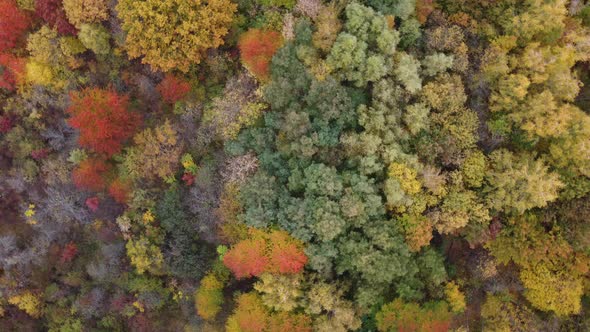 Colorful Backround Image of Autumn Leaves Perfect for Seasonal Use