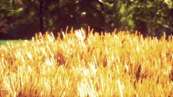 Scene of Sunset or Sunrise on the Field with Young Rye or Wheat in the Summer