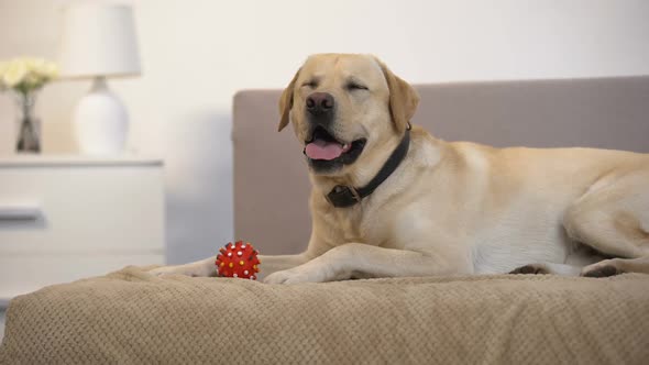 Beautiful Retriever Dog Lying on Sofa Near Small Pet Ball Toy, Playful Animal