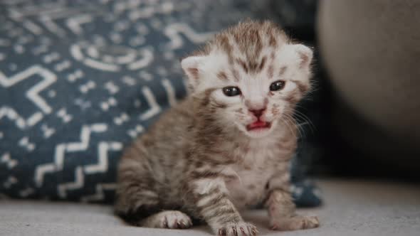 Close Up Portrait of a Small Newborn Gray Kitten is Sitting Alone