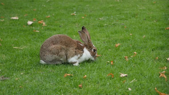 Rabbit eating grass in the field close-up 4K 3840X2160 UltraHD footage - Animal in the nature gray r