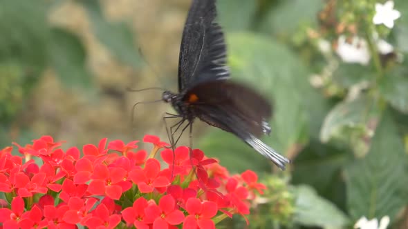 4K Butterfly Drinking From Tropical Red Flower, Macro Closeup in Slow motion