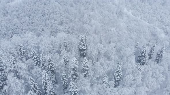 Aerial shot: spruce and pine winter forest completely covered by snow.