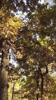 Vertical Video Forest with Trees in the Fall