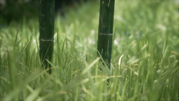 Fresh Green Grass on the Forest alt